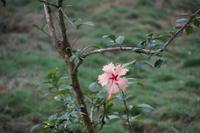 Hibiskusblüte, Orchideengarten Soroa 