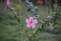 Hibiskusblüte im Orchideengarten Soroa 