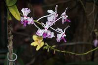 Orchideengarten Soroa, hier eine endemische Art