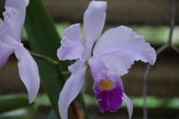 Orchideengarten Soroa
