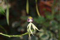 Orchideengarten Soroa: Tintenfischorchidee