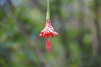Orchideengarten Soroa, Hibiskus 