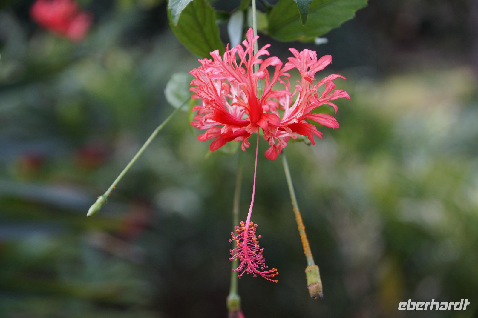 Orchideengarten Soroa, Hibiskus 