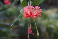 Orchideengarten Soroa, Hibiskus 