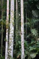 Kletterpflanze an Palme 