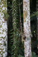 Kletterpflanze an Palme 