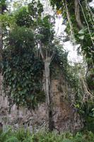 Der Baum scheint mit dem Felsen zu verschmelzen. Die Wurzeln der Baumart nehmen die Farbe des Felsens an, auf dem sie wachsen. 