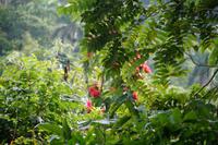 Blick in den Nebelwald der Sierra del Rosario, Orchideengarten Soroa