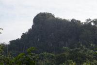 Blick in den Nebelwald der Sierra del Rosario