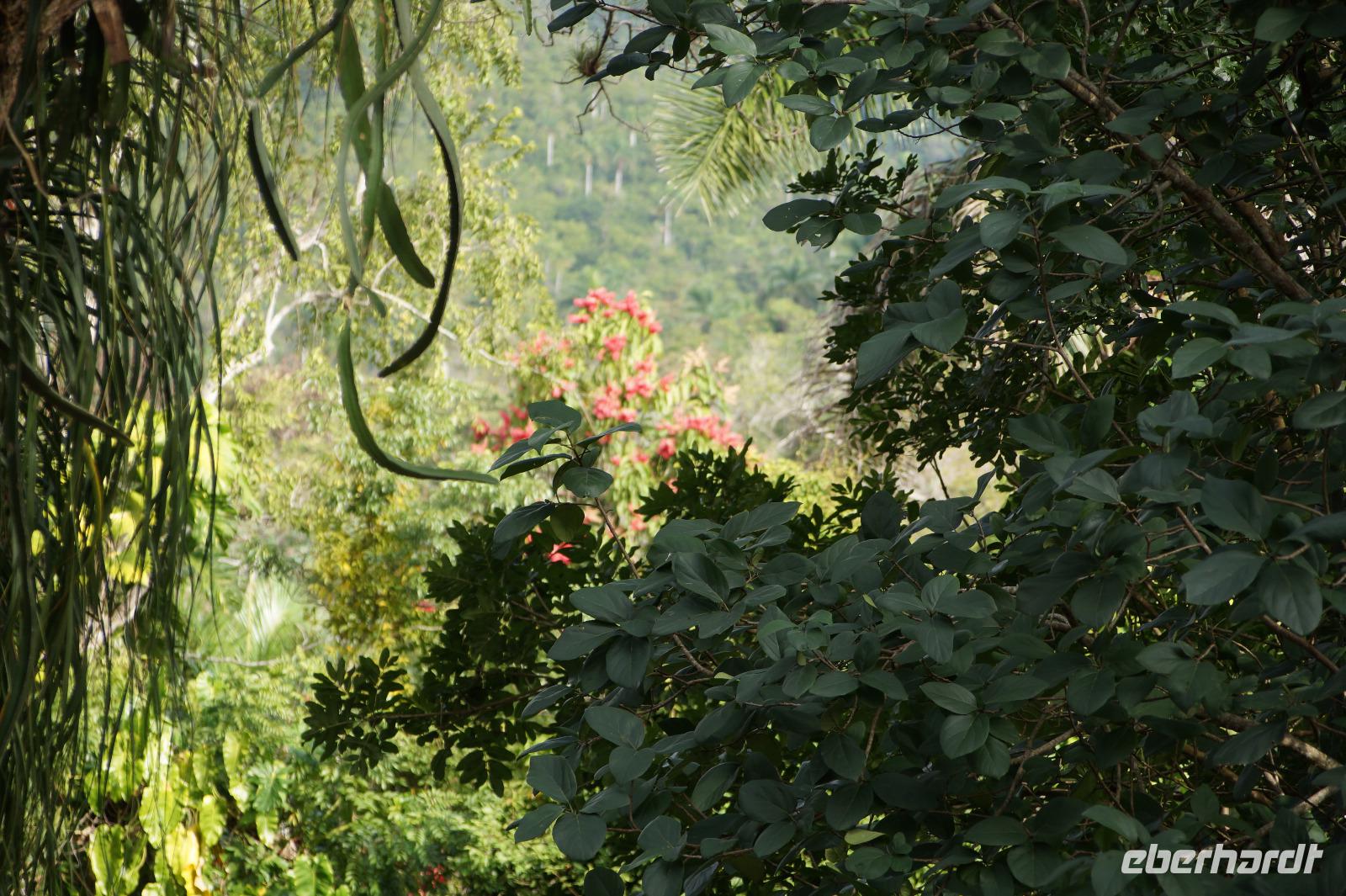 Blick in den Nebelwald der Sierra del Rosario, Orchideengarten Soroa
