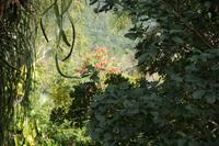 Blick in den Nebelwald der Sierra del Rosario, Orchideengarten Soroa