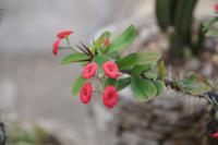 Das kennen wir doch auch aus unseren Kakteentöpfen...