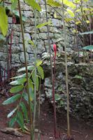 Die Blüten dieser Pflanzen wachsen nicht am Stiel oder Blatt, sondern daneben.
