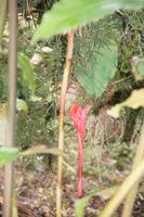 Die Blüten dieser Pflanzen wachsen nicht am Stiel oder Blatt, sondern daneben.