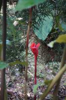 Die Blüten dieser Pflanzen wachsen nicht am Stiel oder Blatt, sondern daneben.