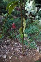 Die Blüten dieser Pflanzen wachsen nicht am Stiel oder Blatt, sondern daneben.
