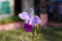 Tautropfen an Orchideenblüte