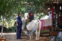 Rücklings Rinder reitend