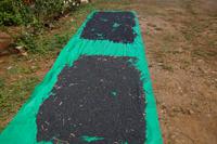 Bohnenernte wird getrocknet