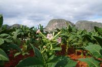 Valle de Viñales: Tabakblüte