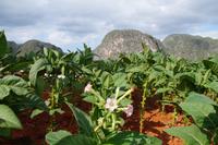 Valle de Viñales: Tabakblüte