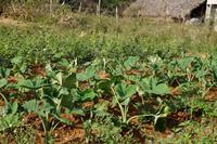 Die Stengel dieser Pflanze werden zu Chips fritiert