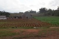 Tabaktrockenscheune Valle de Viñales