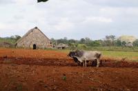 Ochsenpflug und Tabaktrockenscheune
