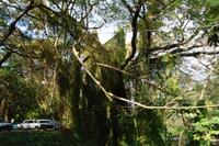 Verwunschener Wald mitten in La Habana