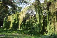 Verwunschener Wald mitten in La Habana 