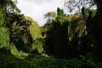 Verwunschener Wald mitten in La Habana