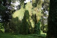 Die grüne Lunge Havannas