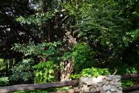 Parque Metropolitano de La Habana: Ficus