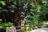 Parque Metropolitano de La Habana: Ficus