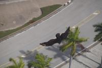 Geier, Plaza de la Revolución 