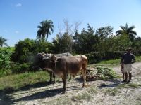 Typisches Ochsengespann