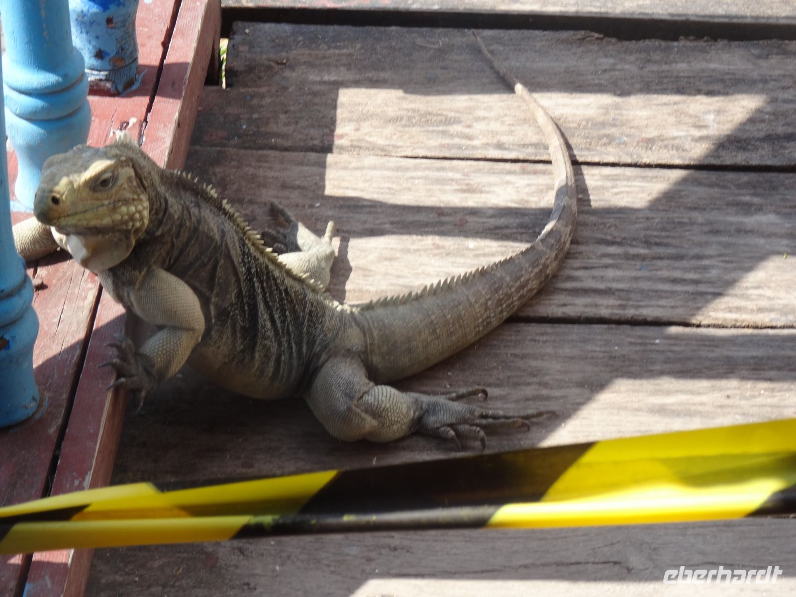 Ein kleiner Drache schaut uns an