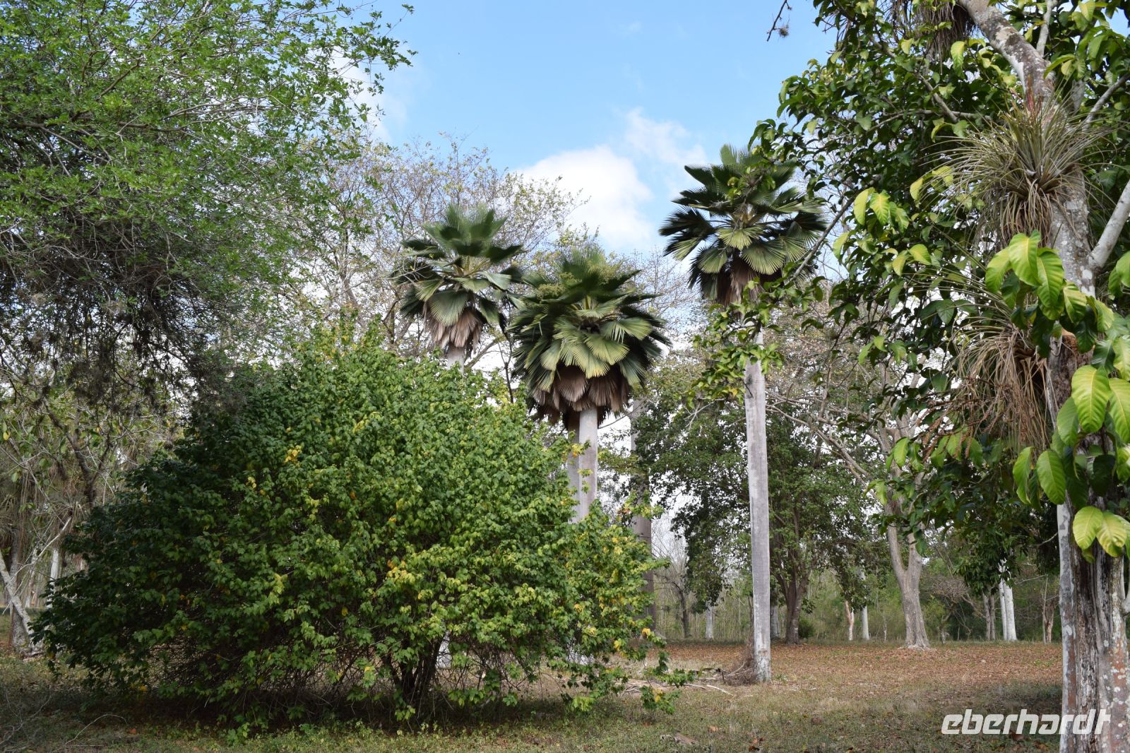 Im Botanischen Garten Cienfuegos