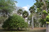 Im Botanischen Garten Cienfuegos