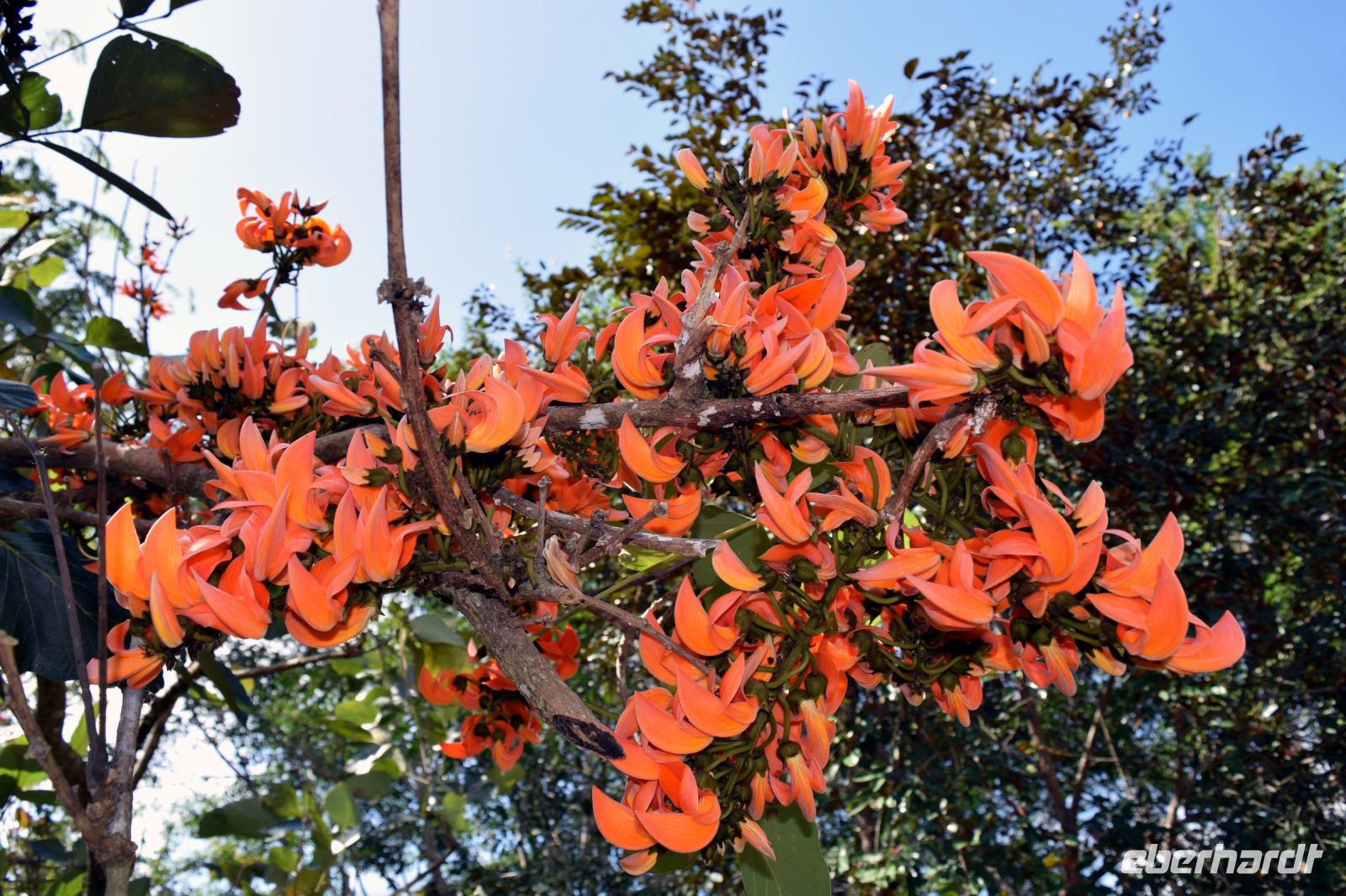 Im Botanischen Garten in Cienfuegos