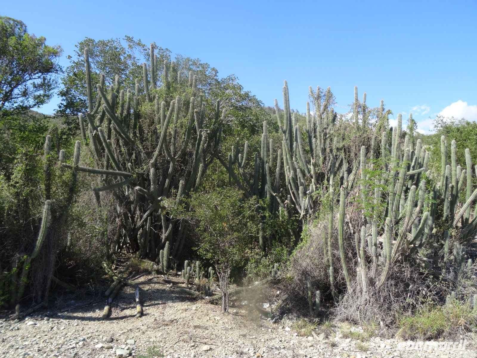 Kakteen prägen die Vegetation