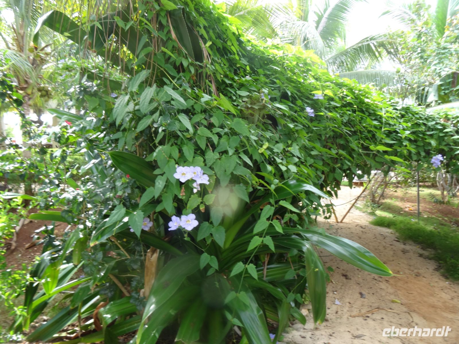 Außenanlagen der Hotels Dhawa