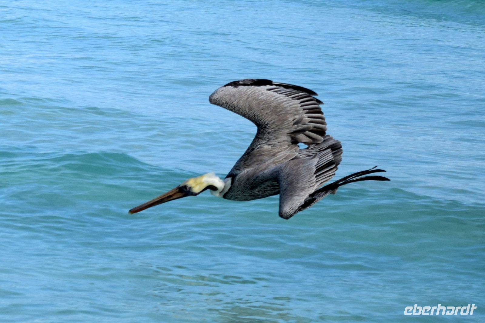 Ein Pelikan im Sturzflug