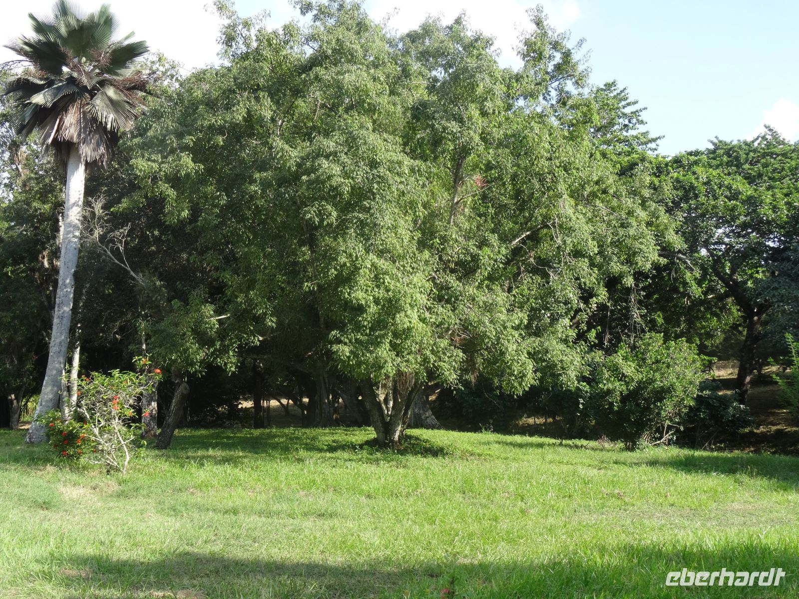 Im Botanischen Garten Cienfuegos