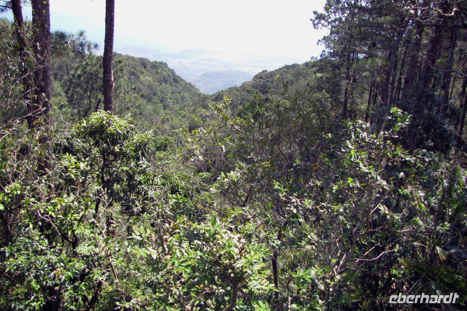 In den Bergen der Sierra Maestra