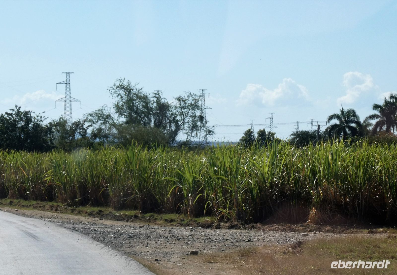 es gibt noch Zuckerrohr
