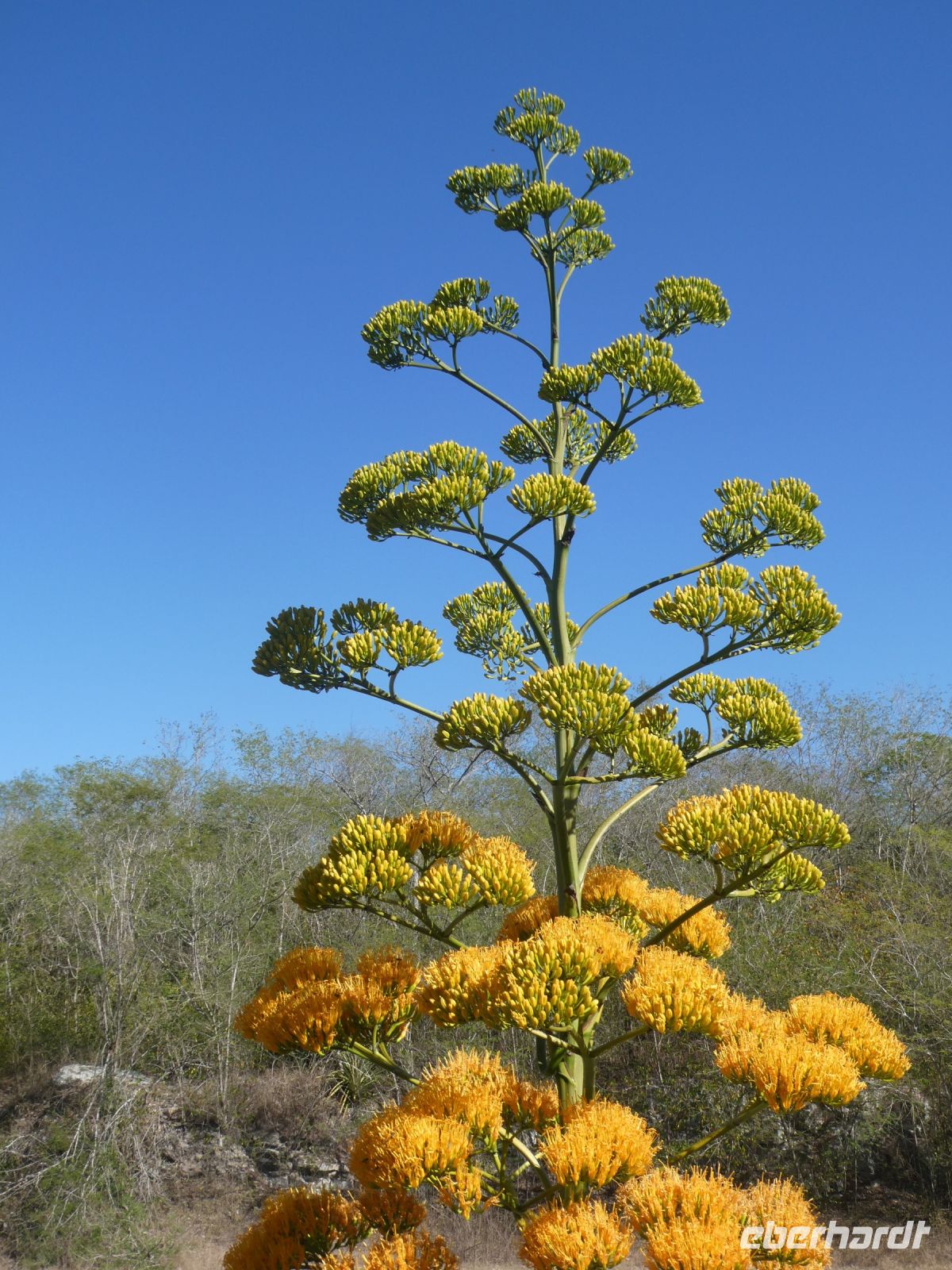 Schönheit vor dem Tod