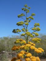 Schönheit vor dem Tod