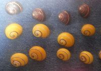 Schnecken vom Strand von Baracoa