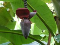 Bananenblüte
